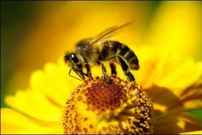 La pollinisation de nombreuses plantes repose sur une collaboration avec un animal. Parmi les animaux pollinisateurs on trouve : des pollinisateurs qui sont :
