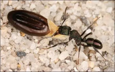 La dispersion des graines repose souvent sur une collaboration avec un animal . Parmi les animaux dissminateurs , on trouve :