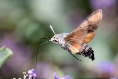 On peut parler de covolution, ou volution parallle entre deux espces en troite interaction :