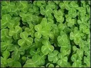 Existe-t-il des trfles  5 feuilles ?