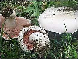 Dans quel contexte pousse l'agaric, dit aussi Ros des prs ?