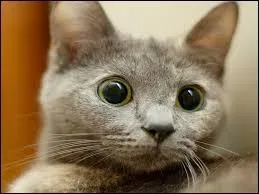 Quand le noir des yeux du chat est grand, recouvre quasiment toute leur surface, on appelle a :