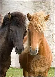 Le dressage du gotland demande beaucoup de temps.