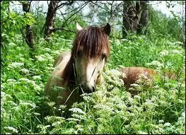 Hors berceau, o peut-on trouver des gotlands ?