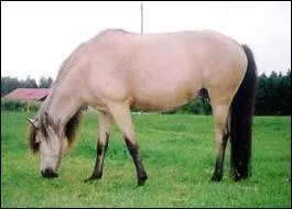 Ce poney peut faire des courses ...