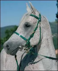 Les poneys mesurent au maximum...