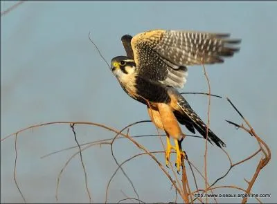 Le faucon argentin atteint une vitesse de :