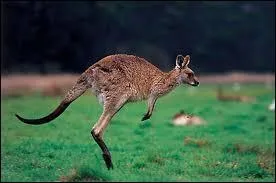 Le kangourou peut faire des sauts jusqu' :