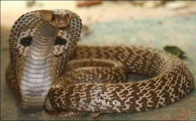 Le cobra royal peut mesurer jusqu' :