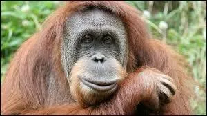 L'orang-outan construit son nid  une hauteur de :