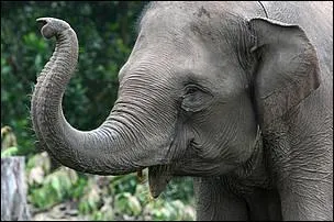 L'lphant de Sumatra pse :
