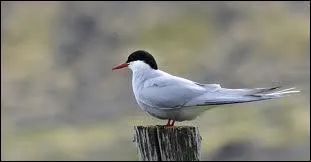 La sterne arctique parcourt chaque anne :