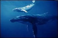 Le bb de la baleine pse :