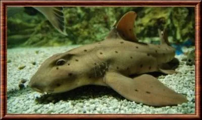 Lequel de ces requins pond des ufs ?