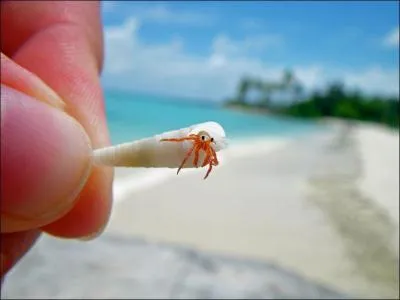 Ce coquillage a un nom curieux, on l'appelle le Thierry lermitte !
