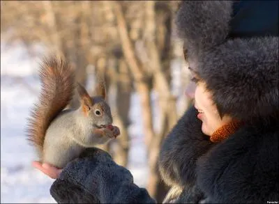 Grce au toupet de poils sur les oreilles, on peut savoir que cet cureuil est europen !