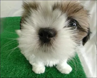 Comme vous pouvez le constater, il s'agit d'un cobaye !