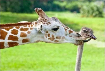 Sachant que ces deux animaux vivent sur le mme continent, j'en conclus que l'oiseau est un meu !