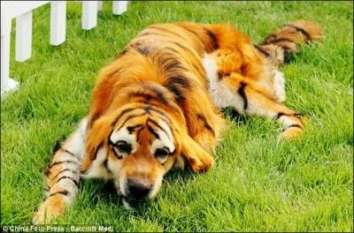 On vient d'obtenir un croisement entre une tigresse et un chien-loup !