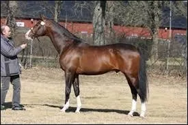 Ce cheval, contrairement  ce que l'on pense, n'est pas utilis pour les courses sur le plat  cause de sa fragilit.