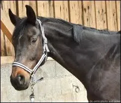 Jean-Lou Bigot tait champion de concours complet avec Twist le Grand.