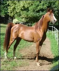 On peut voir les jeunes chevaux concourir en complet pendant la semaine de Pompadour.