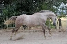 A la base, il servait dans l'arme de Napolon.