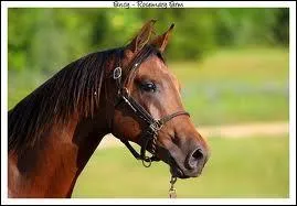 La race a toujours t aime, et n'a connu aucune difficult.