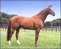 La race s'est dveloppe au XIXe sicle.