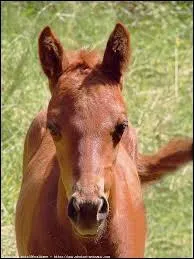 C'est un cheval adroit qui n'a peur de rien.
