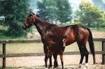 Quiz Galop 1