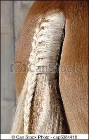 Quand tu tresses la crinire (ou la queue), tu mets environ :