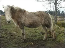 Lorsque ton cheval est dehors et que le pr est boueux :