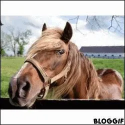 Les naseaux, parties gnitales et les yeux se nettoient avec :