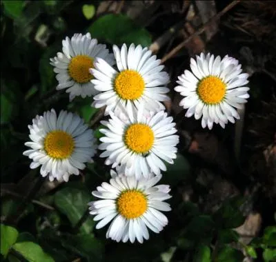 La pquerette est issue en droite ligne du mot  Pques . Que signifie l'expression  Au ras des pquerettes  ?