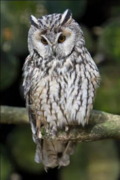 Chouette alors, la dernire question... Quel est cet oiseau ?