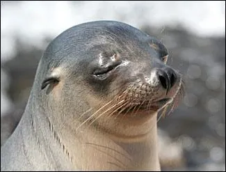 On les confond souvent, quel animal est-ce l ?