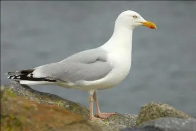 Un petit tour à la plage, un oiseau se pose juste à côté de vous. Lequel est-ce ?