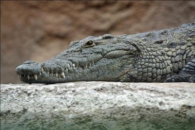 Allons directement se jeter dans la gueule du crocodile... ou de l'alligator... Lequel est-ce ?