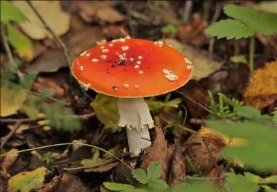 A ne surtout pas confondre, quel est ce champignon ?