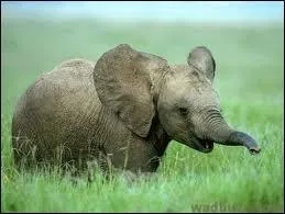 Quel nom donne-t-on au petit lphant ?
