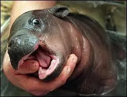 Quel est le petit de l'hippopotame ?