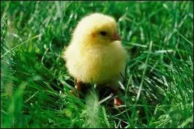 Le petit de la poule est galement appel :