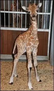 Comment s'appelle l'enfant de la girafe ?