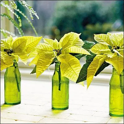 Quelle vivacit et luminosit dans ces bouquets trs simples en alignement qui uniformisent dans la couleur le support et la plante choisie, laquelle est ... ?