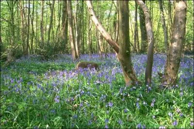 Imaginez les senteurs envotantes des ------------ de sous-bois se mlant  celles, plus sucres, des ----------- venant d'un jardin inconnu que vous chercherez, le nez au vent, un sourire ravi aux lvres.