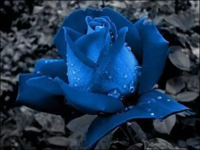 Nous savons tous que la rose est symbole de fragilit de la vie, que 101 roses dclarent un amour passionn, mais quel message vous dlivre la rose bleue ?