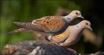 Qui vous contemple d'un air attendri du haut de sa branche d'arbre ?