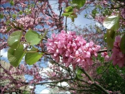 Vous poursuivez votre songe et devenez presque pote. Quel est ce bel arbre fait de topazes  flamant rose  incrustes dans l'mail ?