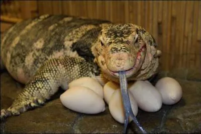 Comment s'appelle cet animal ?